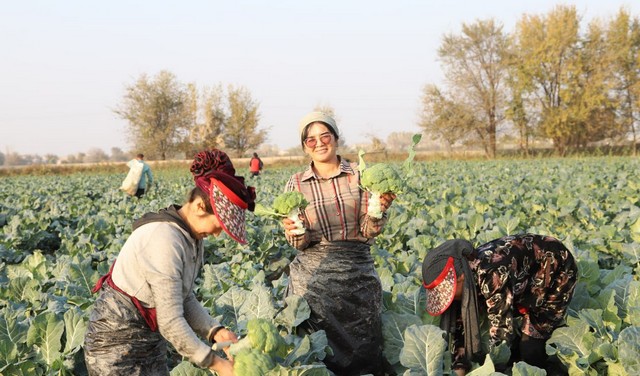 Arnasoylik yoshlar brokkoli karam yetishtirib gektaridan 90 mln soʻmgacha daromad olishmoqda